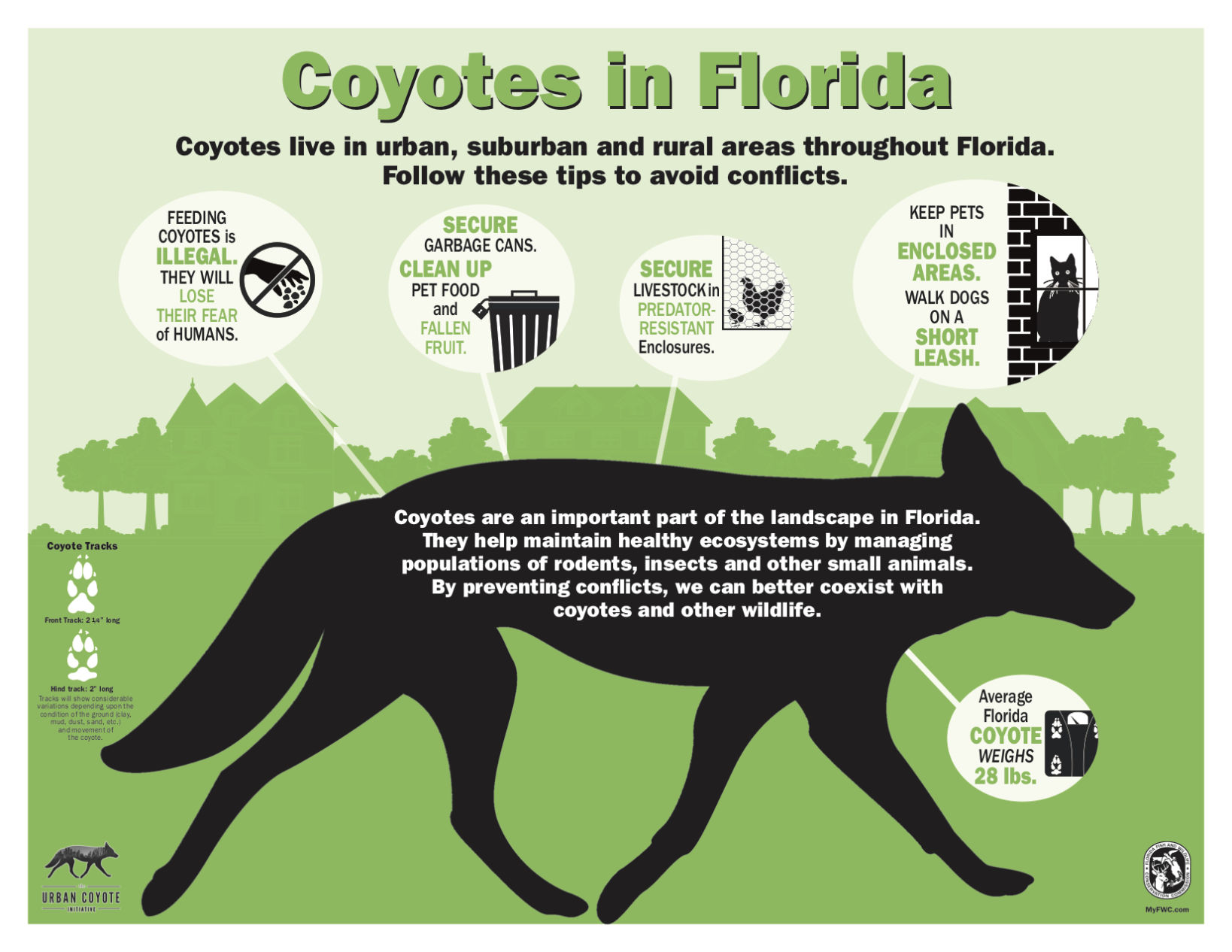 Coyote Infographic